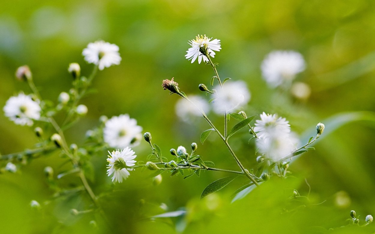 Зонтичные бутень