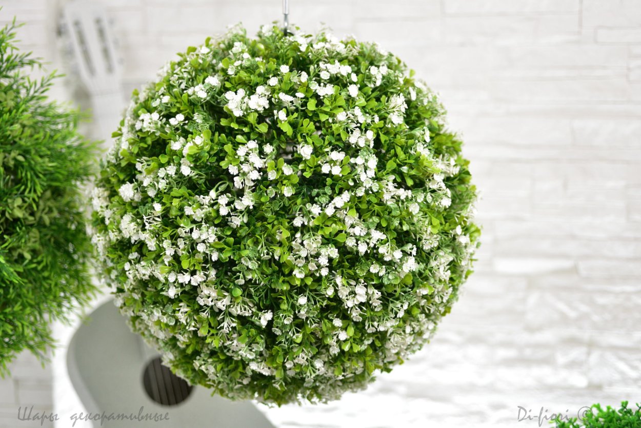 Хризантема мультифлора шар