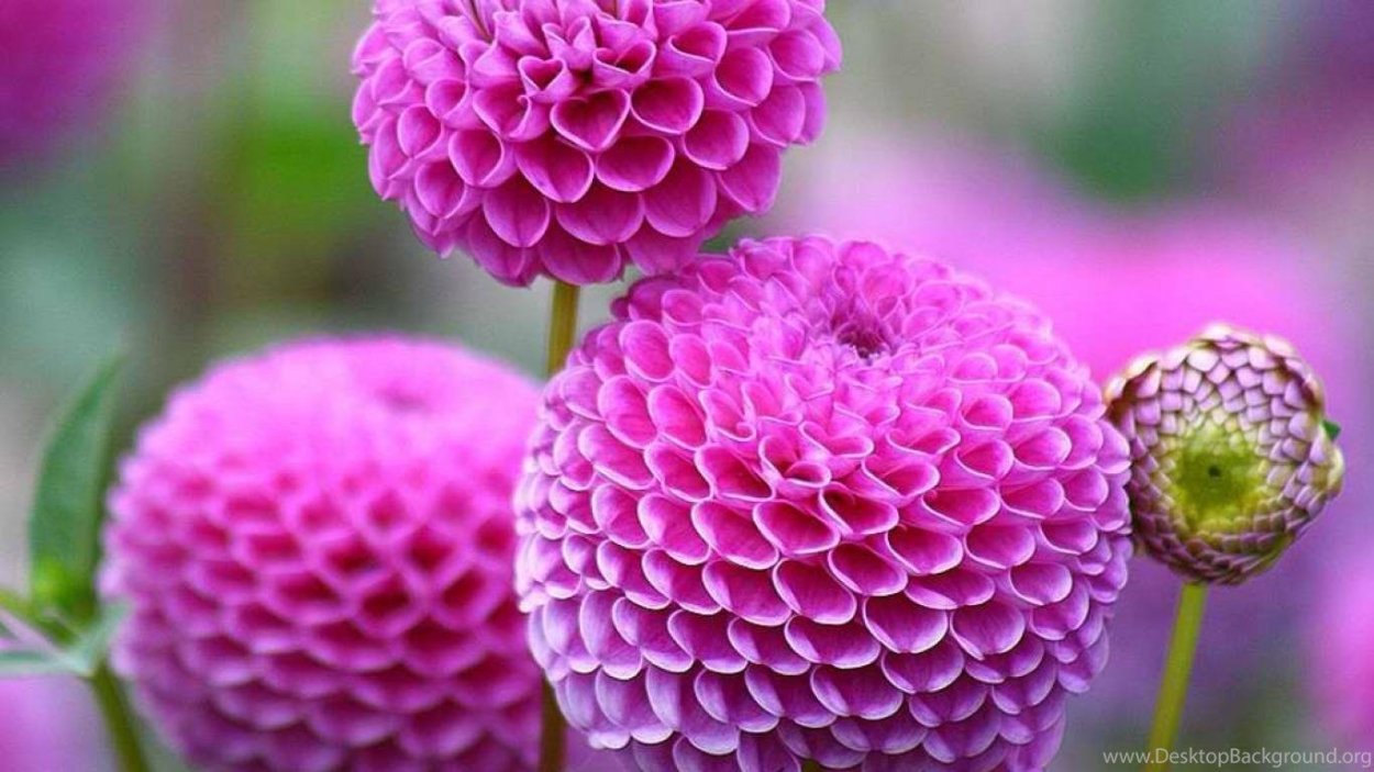 Букет шар из полимерной глины