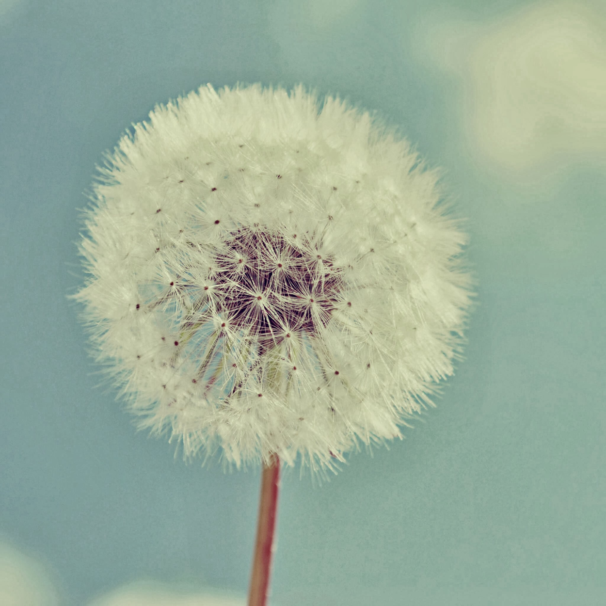 Одуванчик из пинтересте