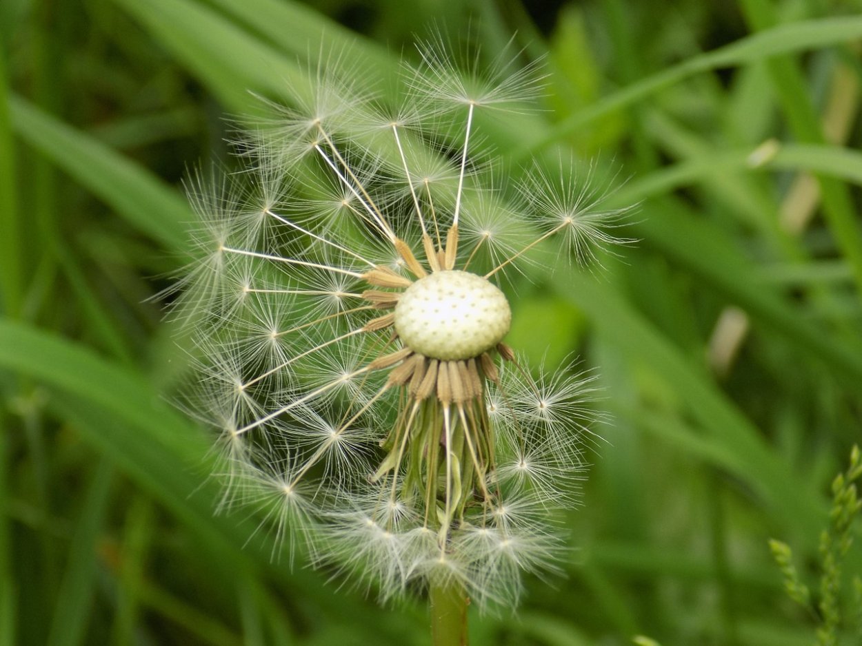 Белые пушистые цветы