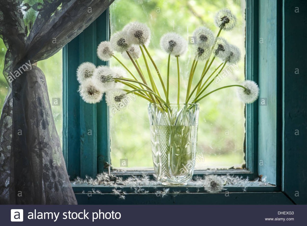 Облетающий одуванчик
