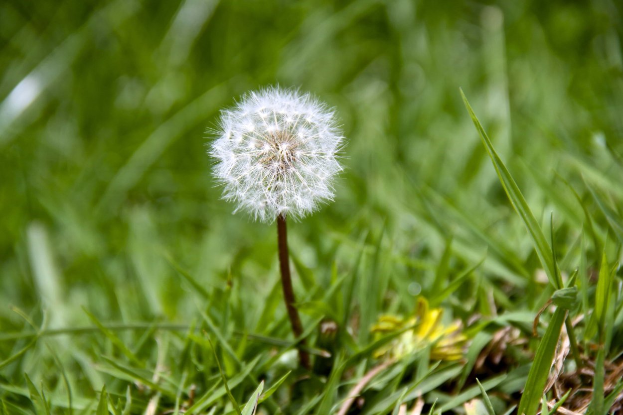 Одуванчик отцвел