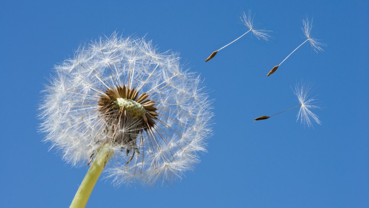 Одуванчик отцвел