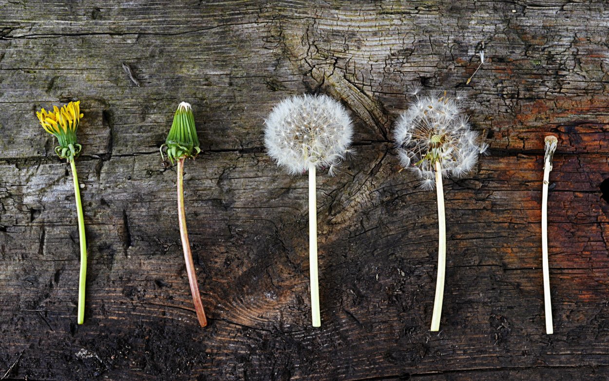 Семечко одуванчика