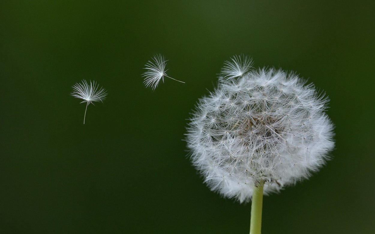 Одуванчик рисунок