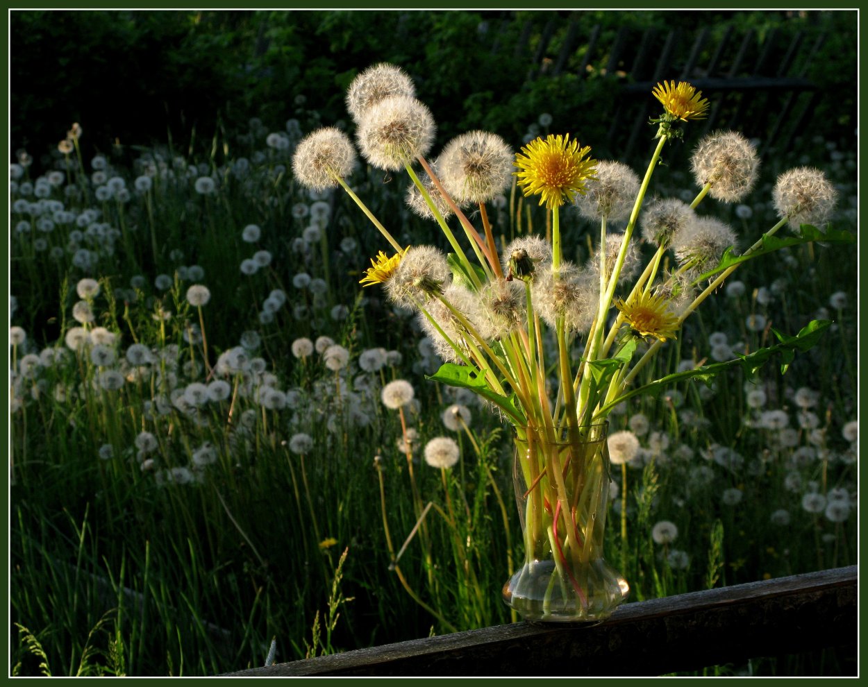Гатья Келли . Одуванчики