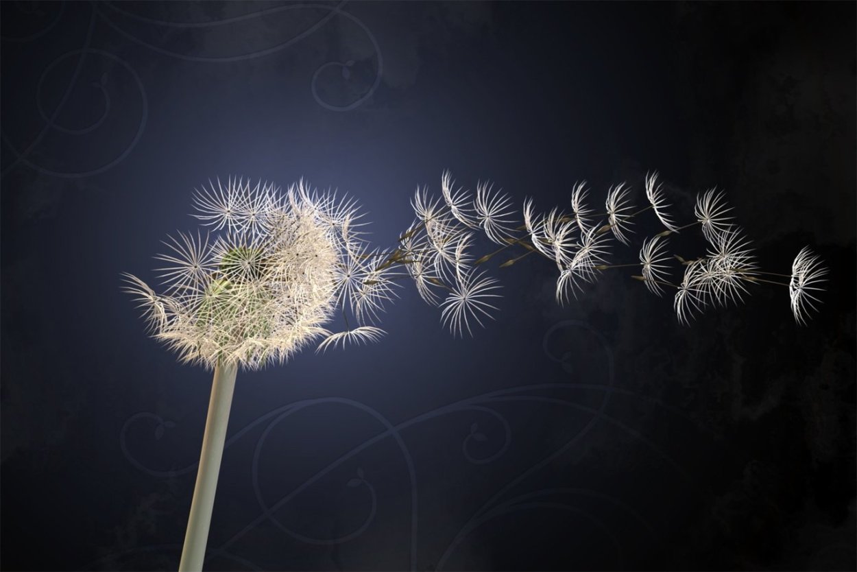 Одуванчик это травянистое растение