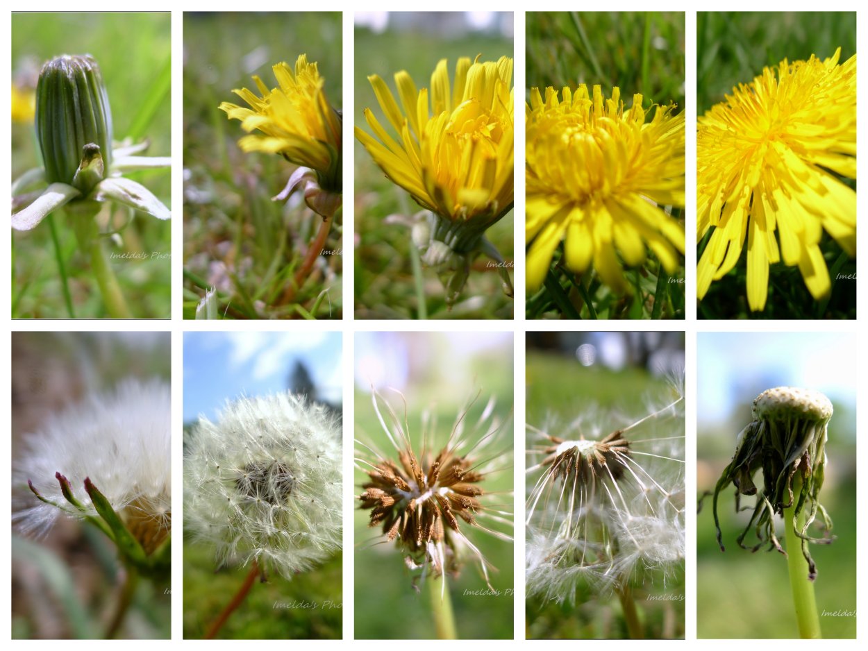 Одуванчики Монштадт