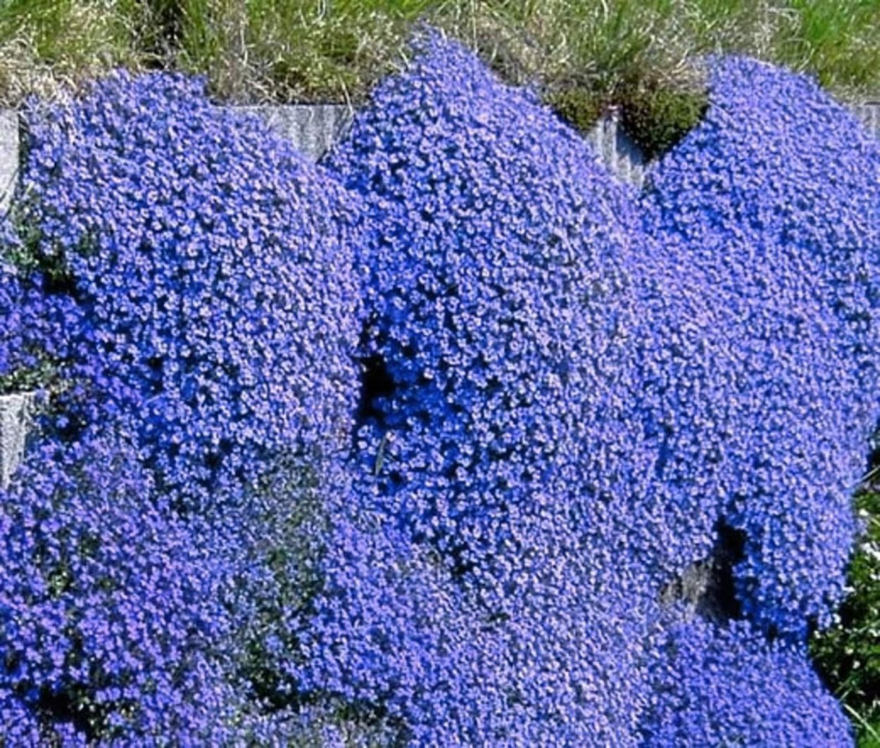 Обриета Каскад ред