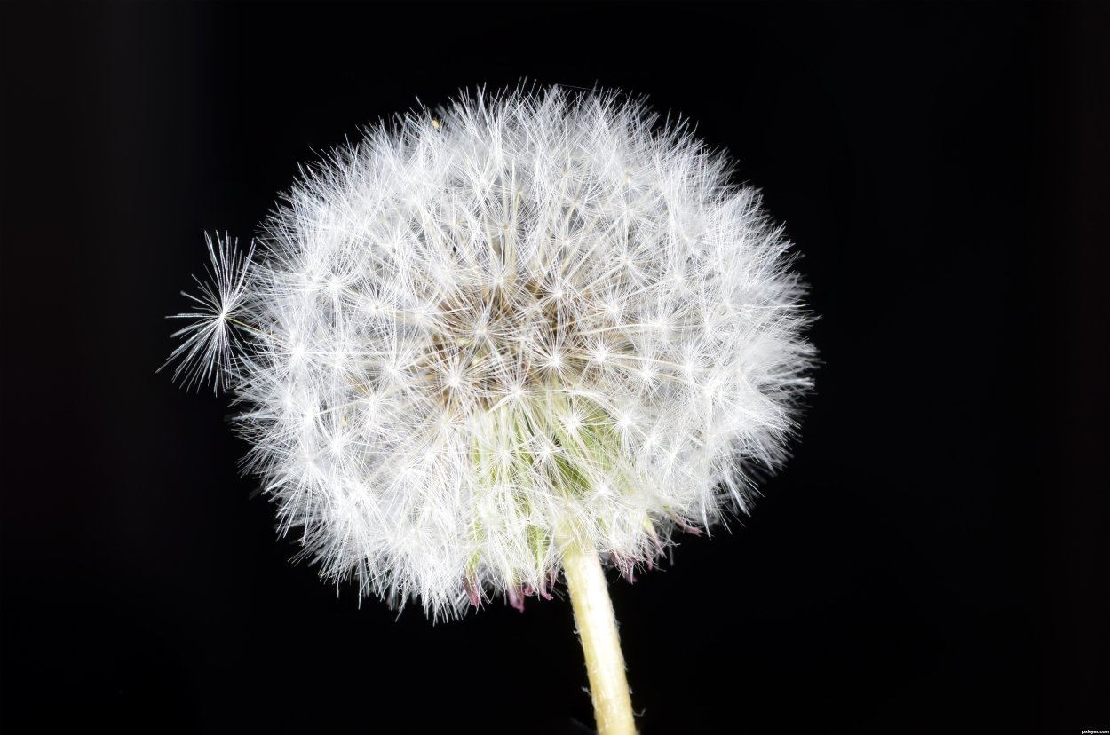 Коричневый одуванчик