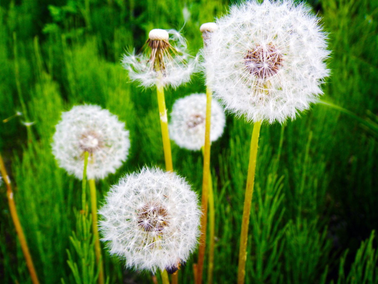 Девушка сдувает одуванчик