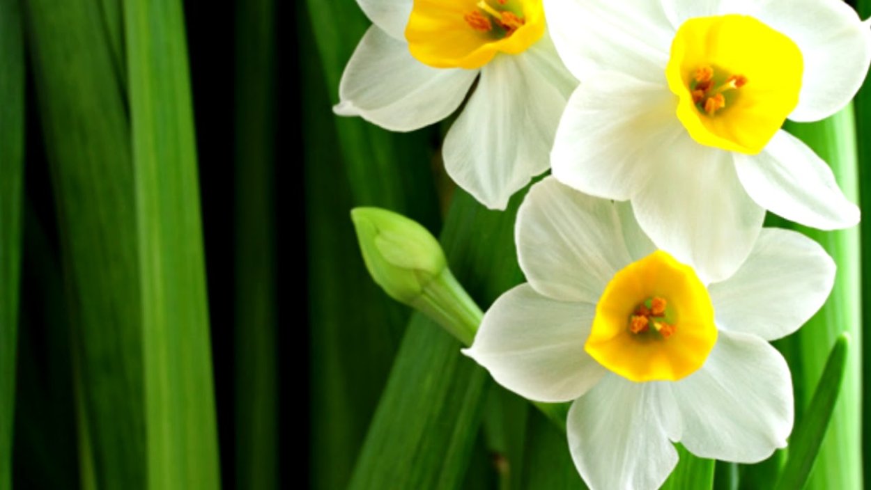 Фотообои нарциссы