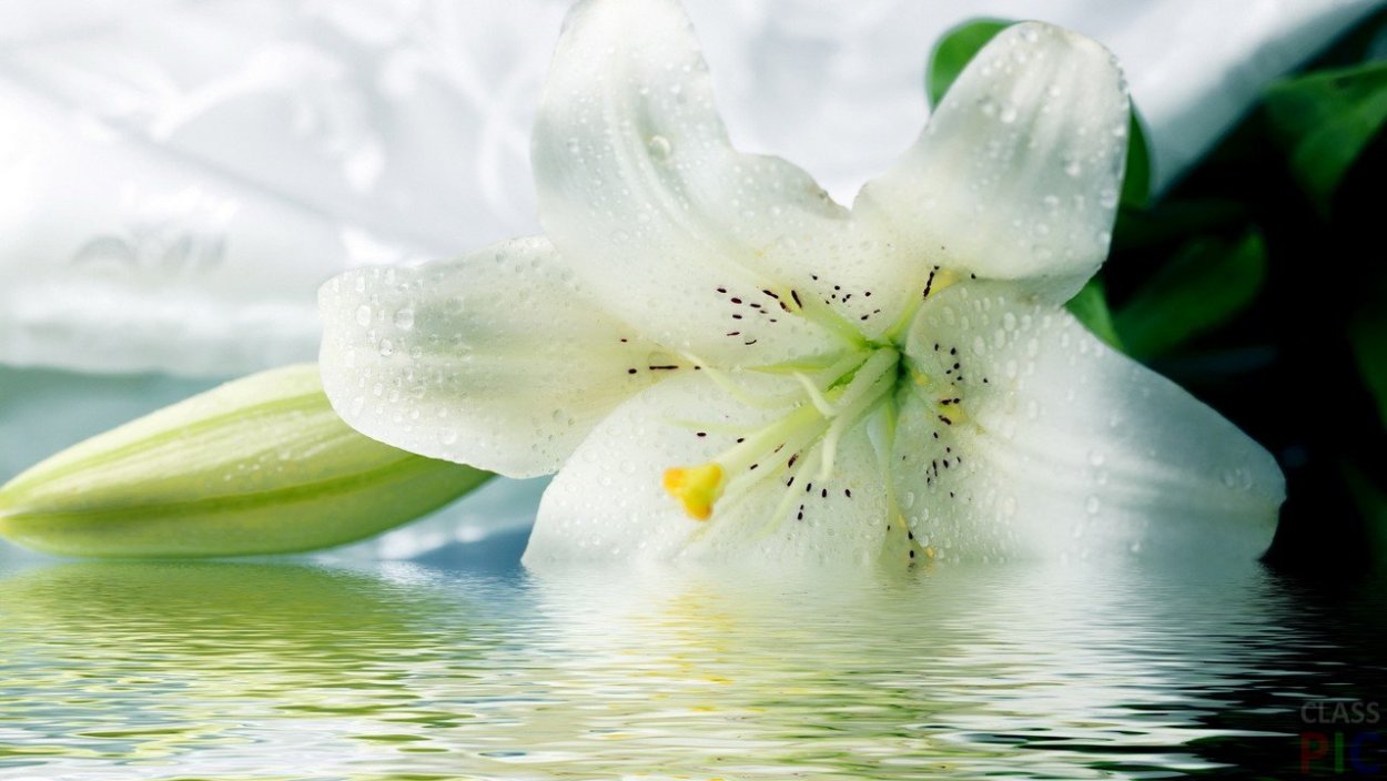 Белые тюльпаны