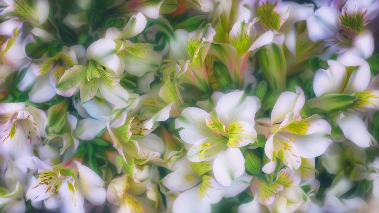 Поднимающийся растения