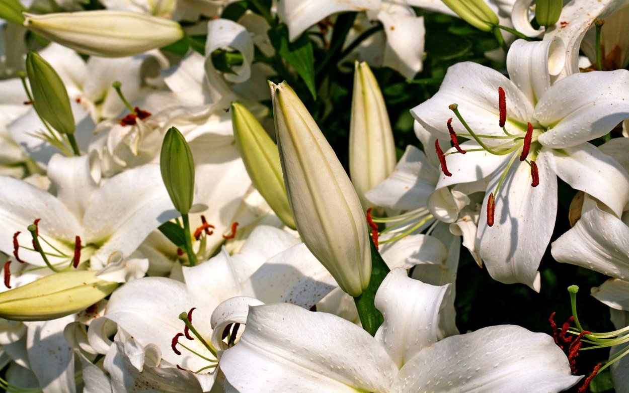 Лилия прекрасная альбум