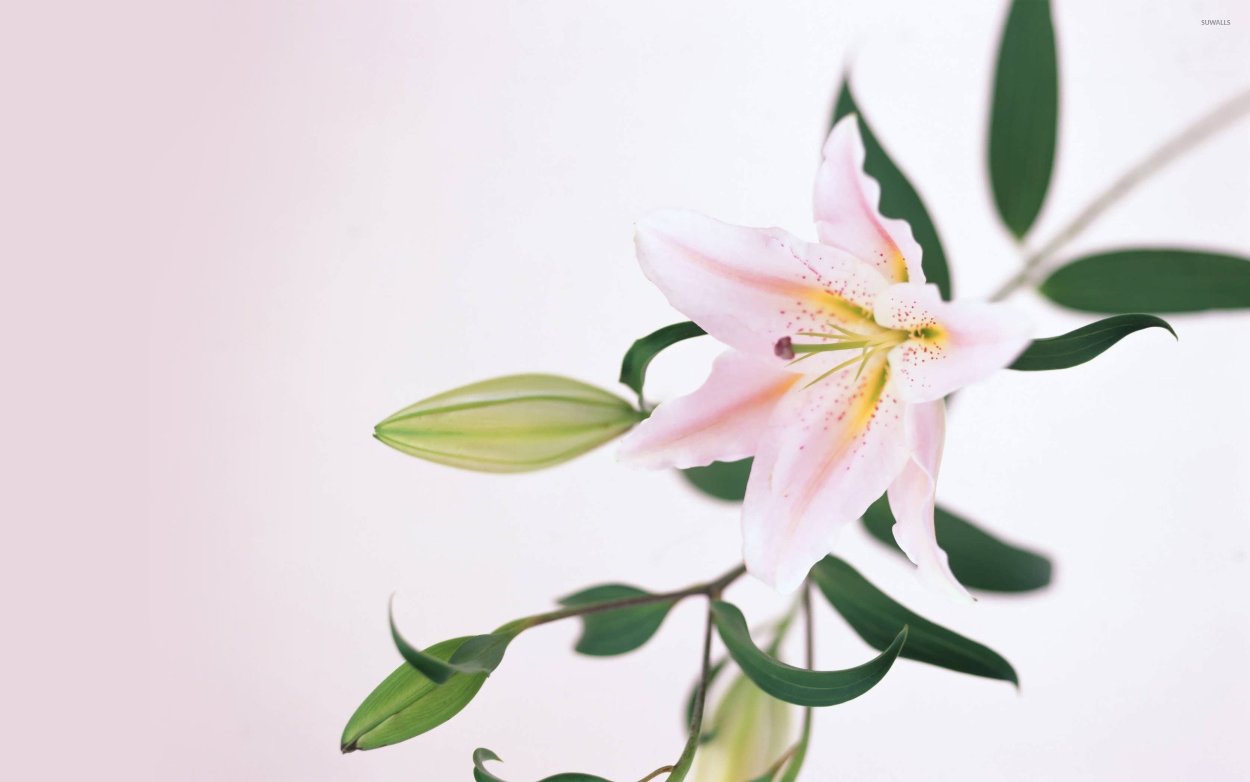 Эустома Пинтерест