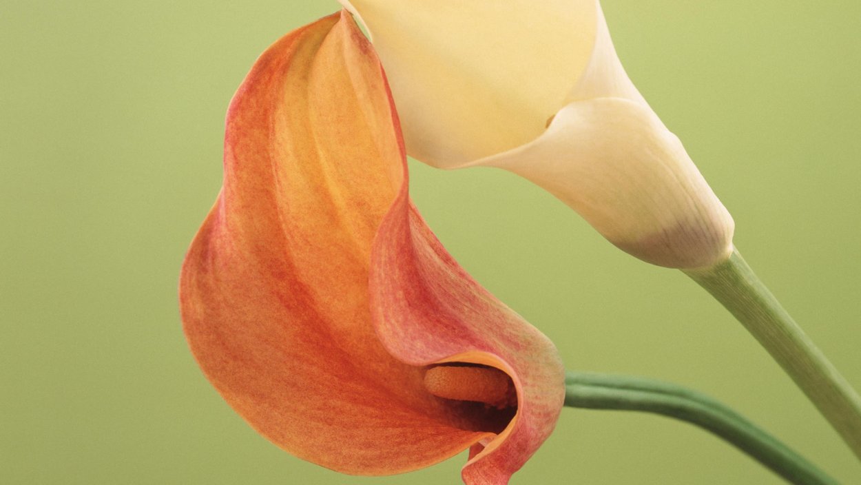 Маргаритки, маки, лютики, Жасмин, Нарцисс