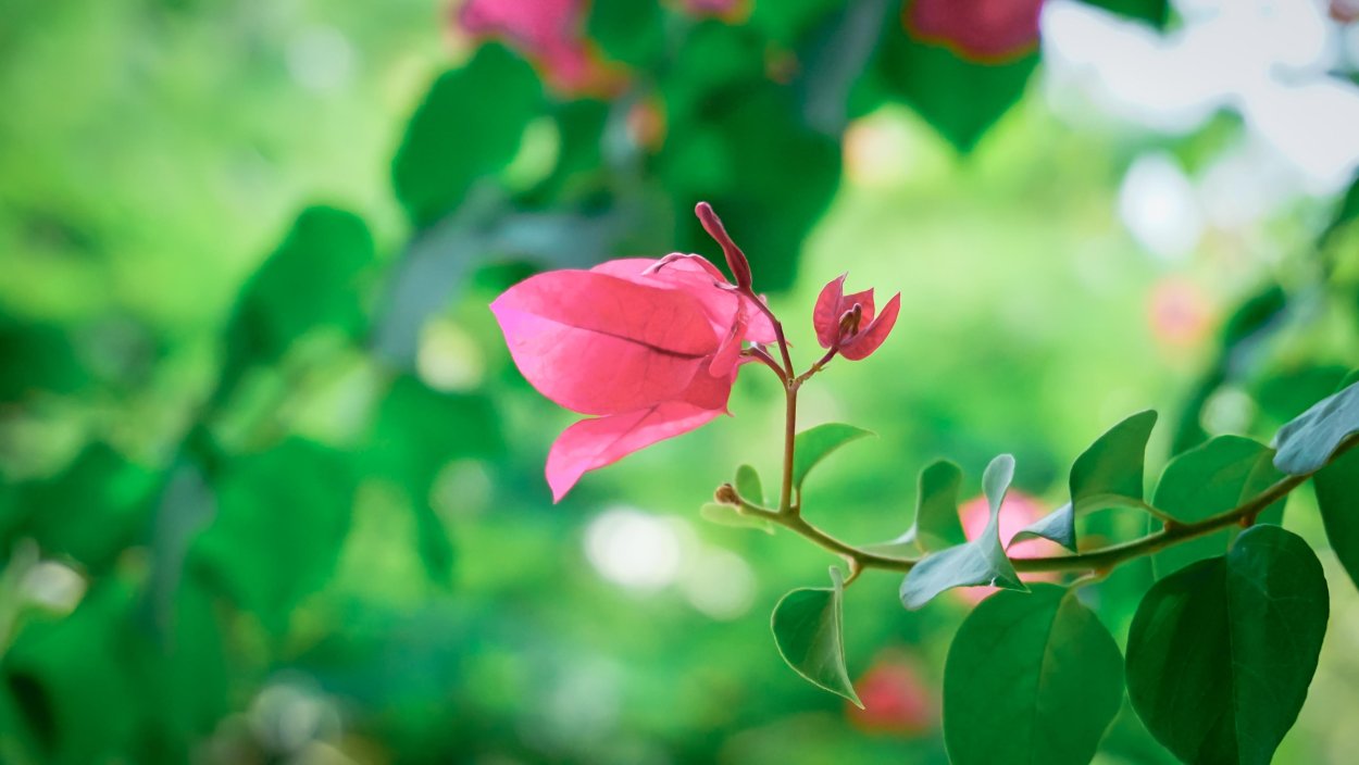 Картинки на рабочий стол Весна