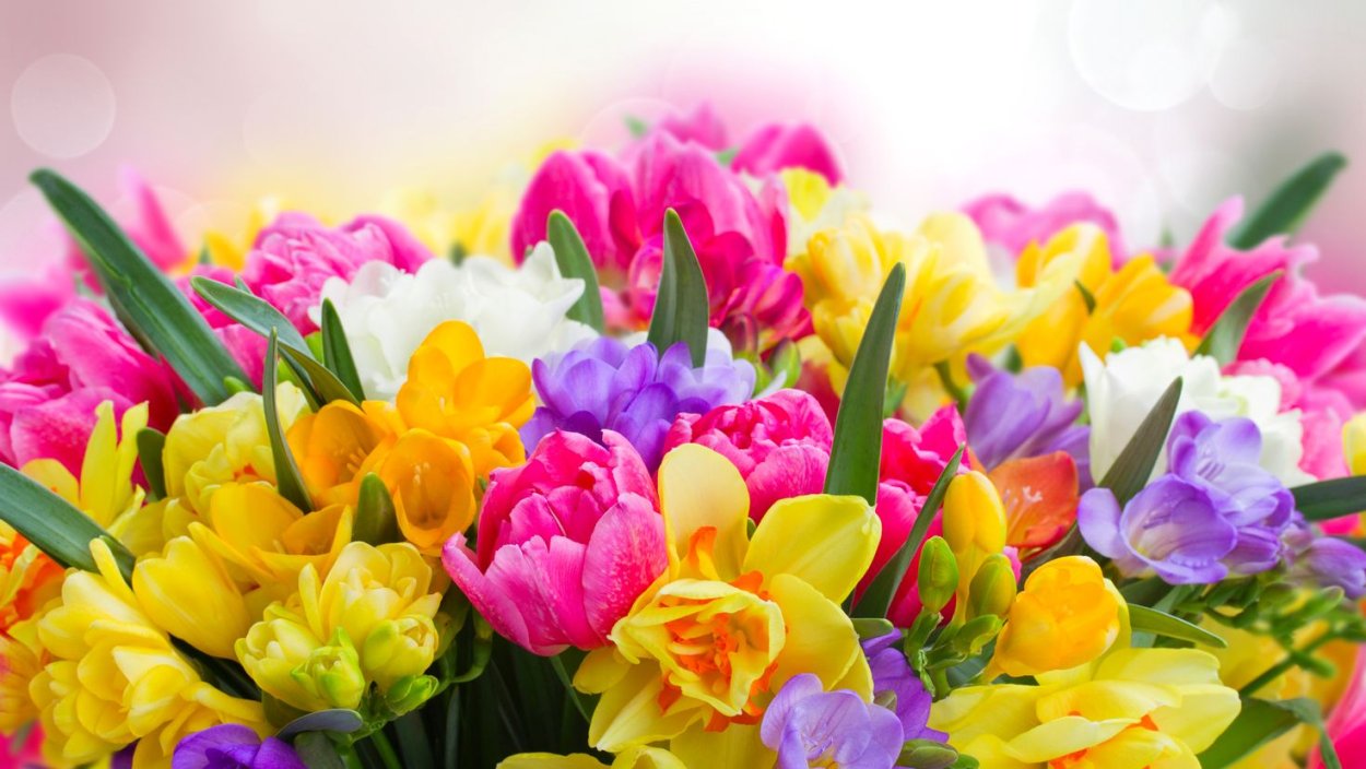 Фаленопсис джакаранда