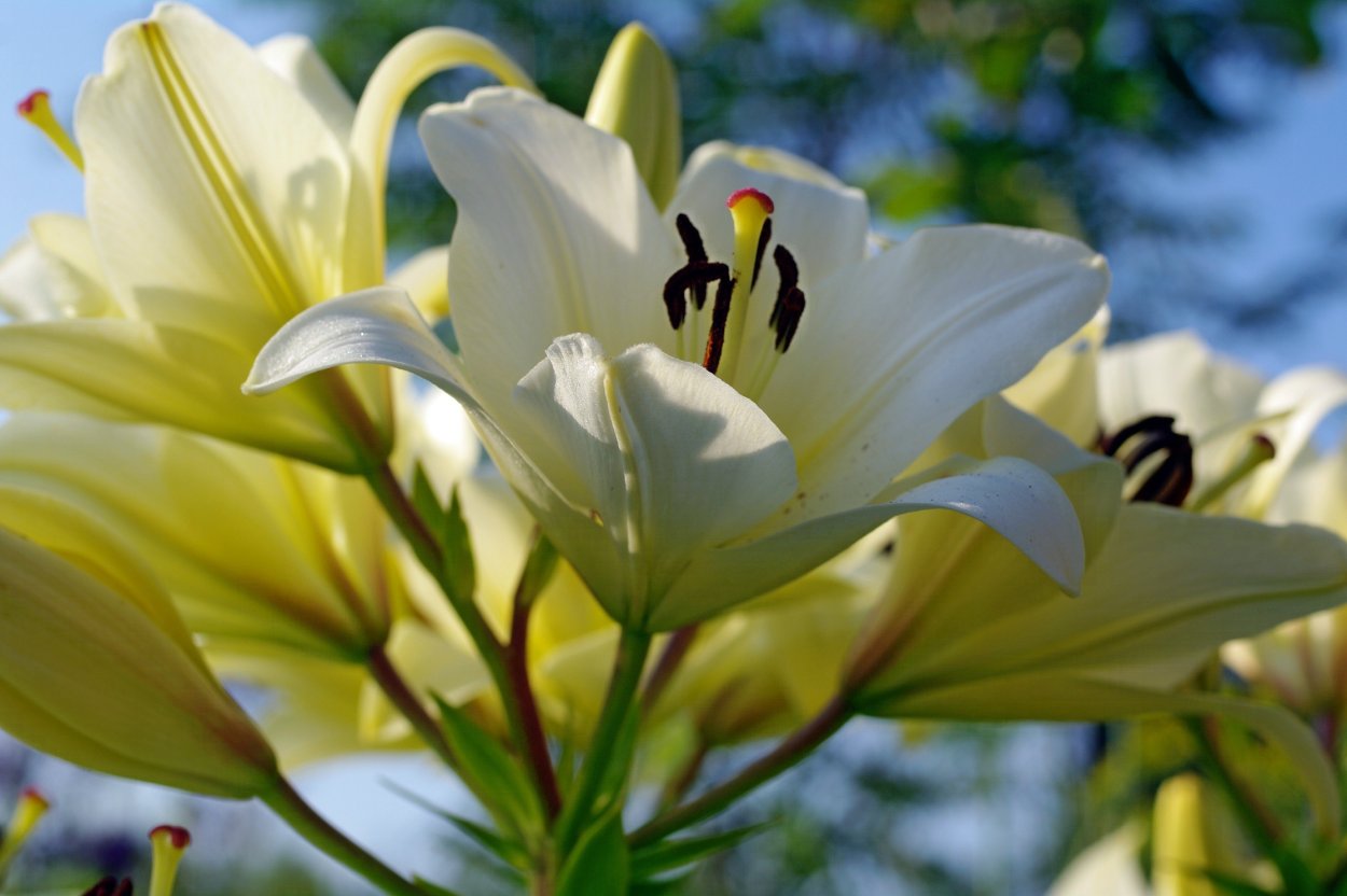 Лилия Сноу морнинг