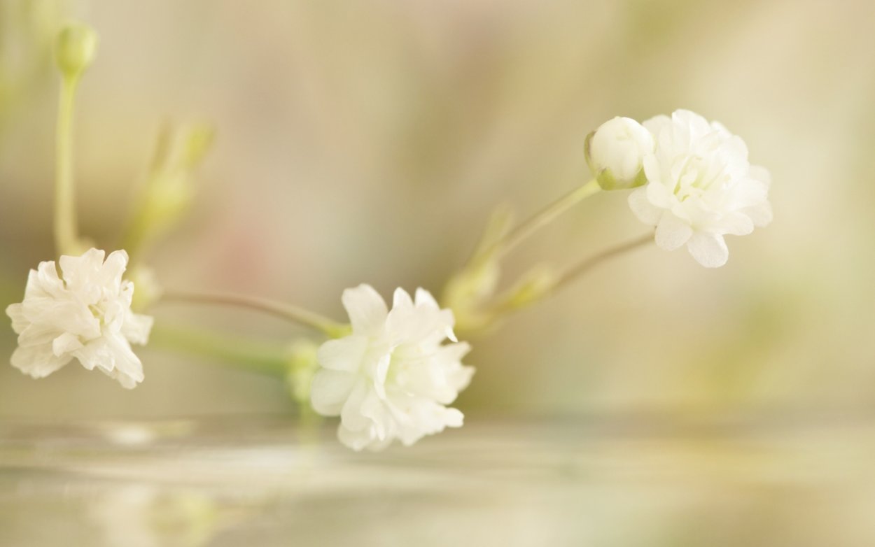 Белые лилии