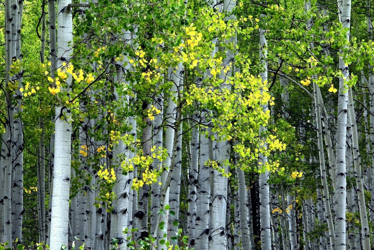 Осина Лесная