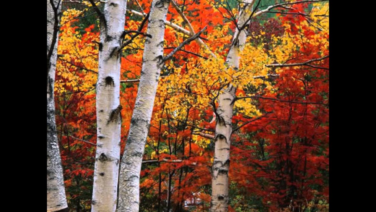 Осень клены березы