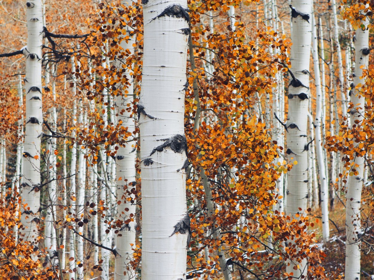 Северная береза рубцов