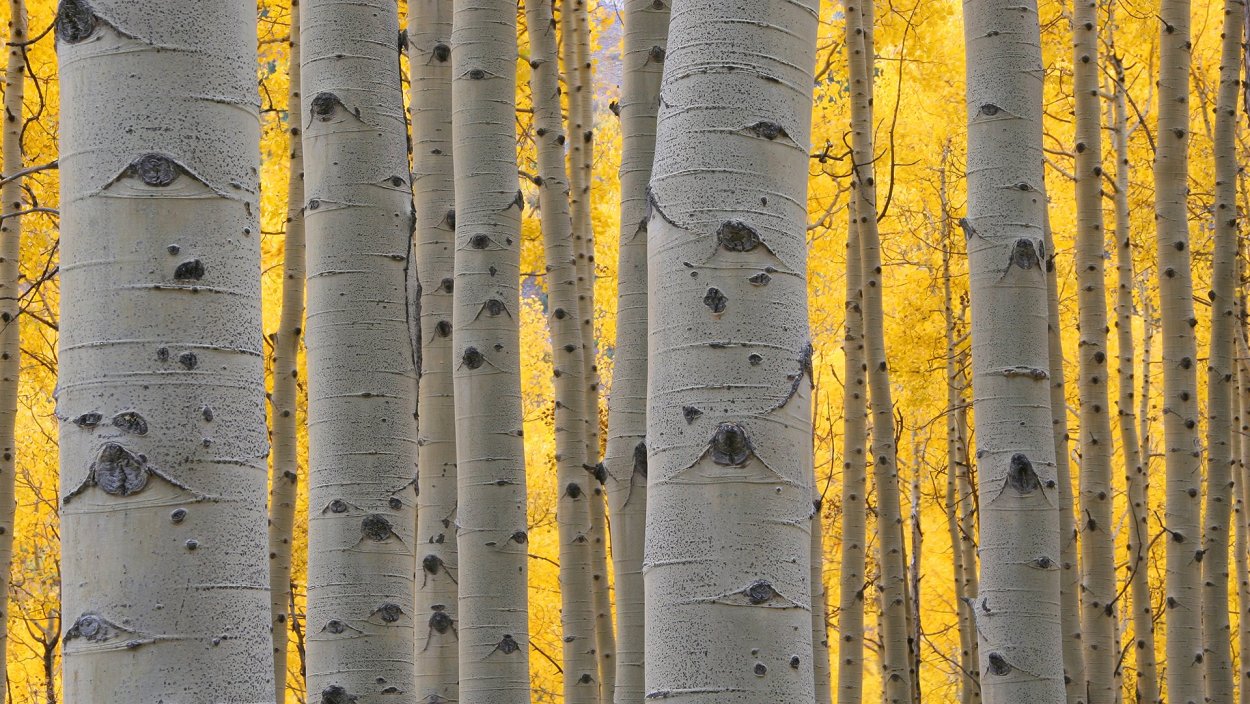 Ствол березы