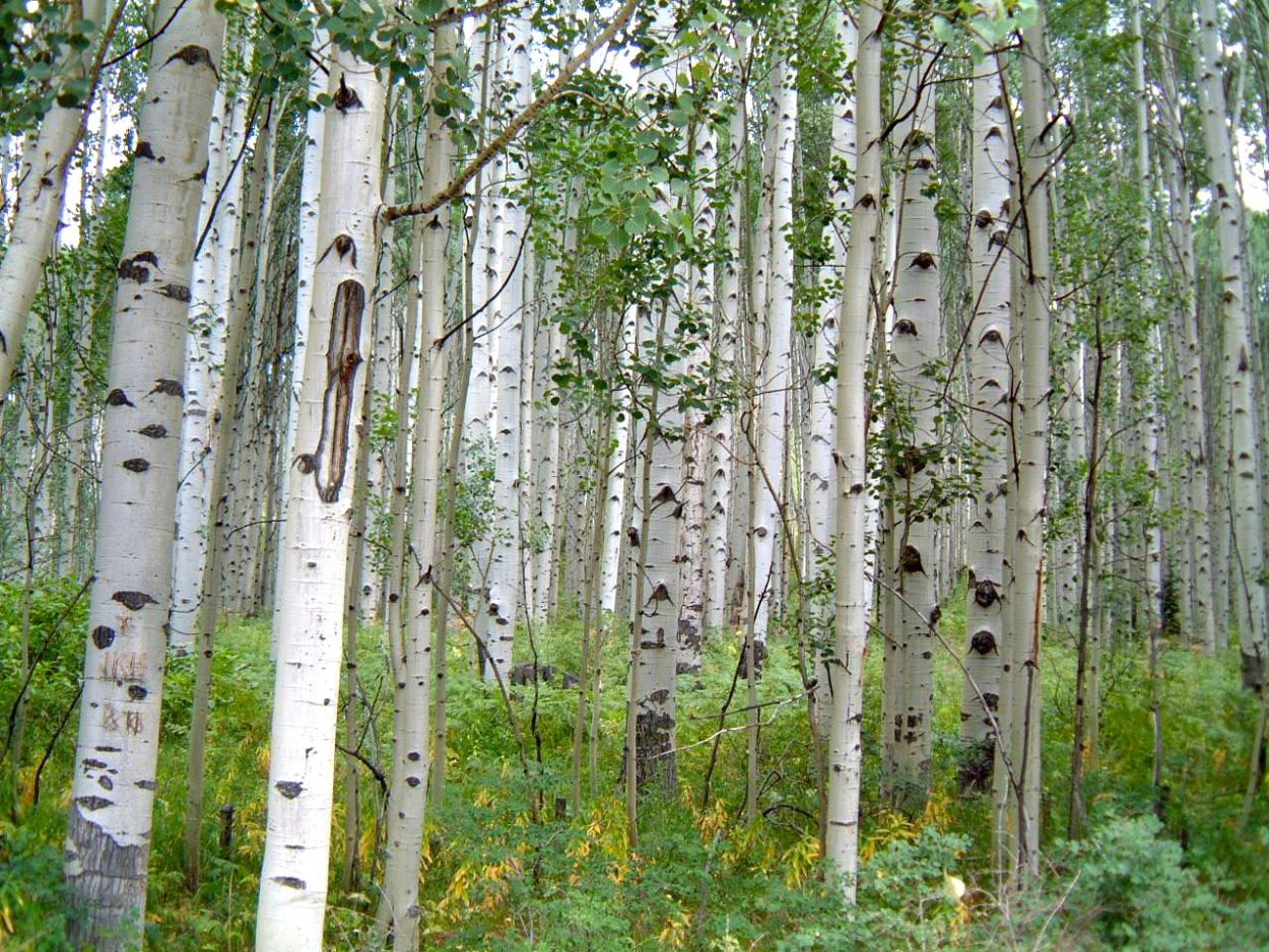 Веселая береза