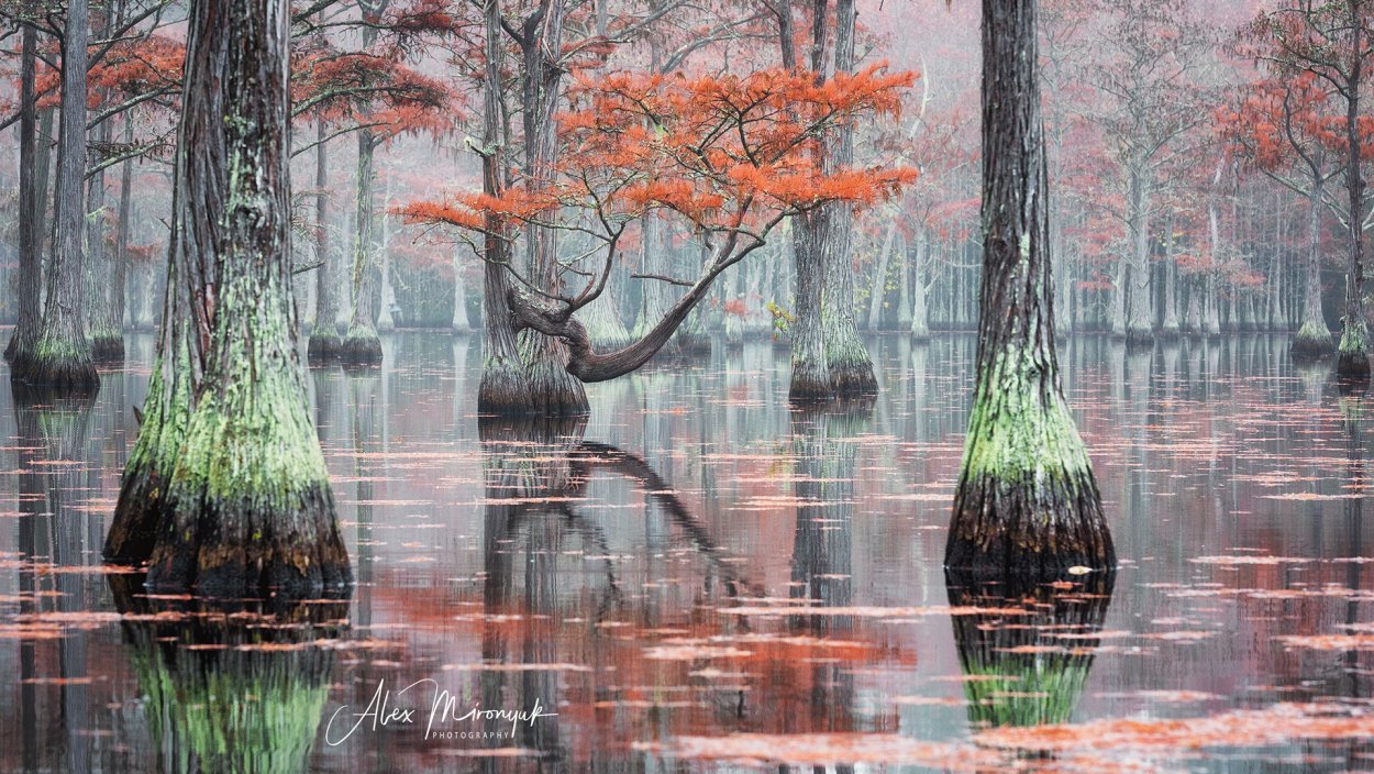 Болотный Кипарис Луизиана