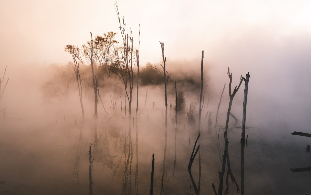 Болотистые леса Румыния