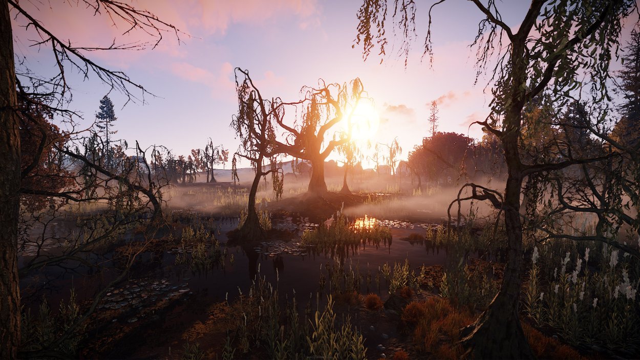 Болотистые леса Белоруссии