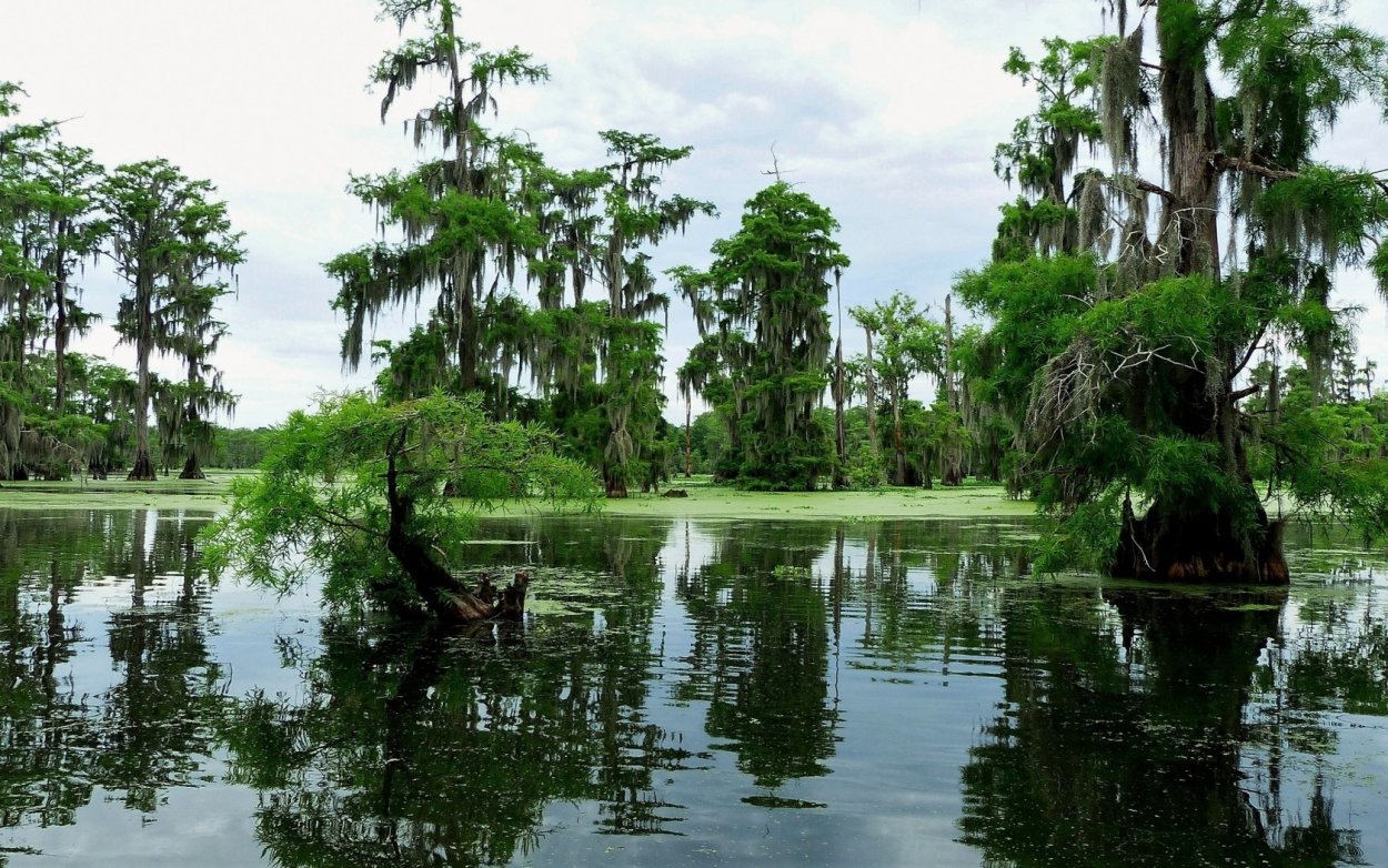Болотная тварь Алана Мура