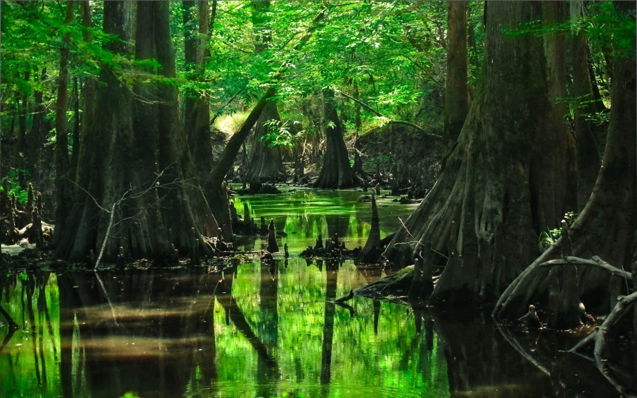 Болотистые леса Румыния