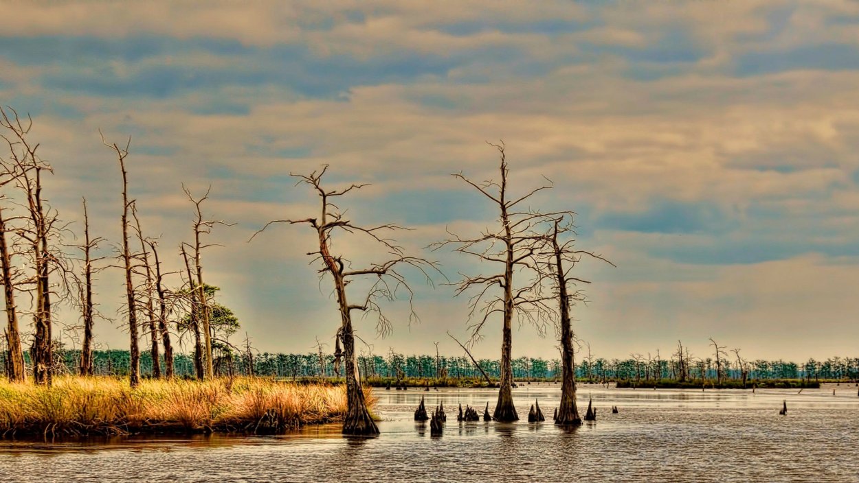 Сухое дерево на болоте
