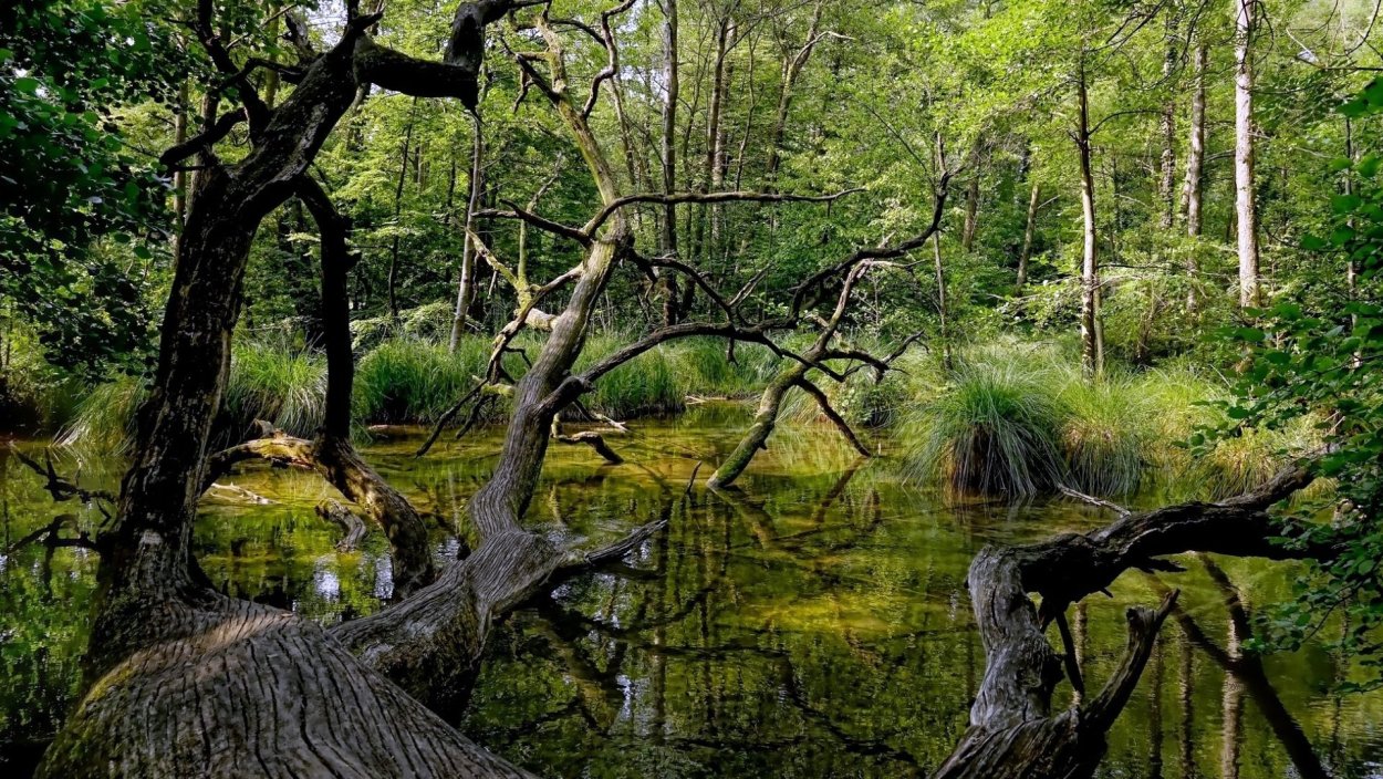 Болотистый лес