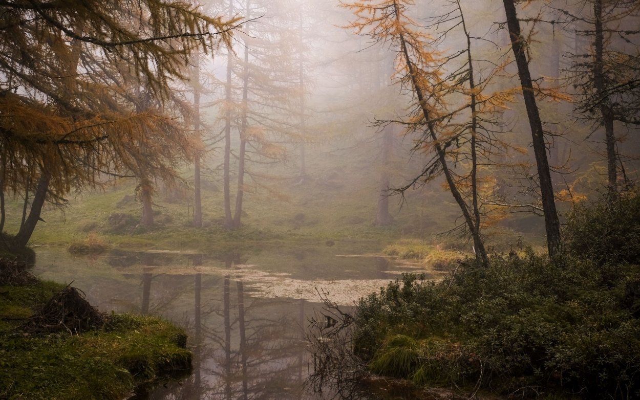 Мрачные леса