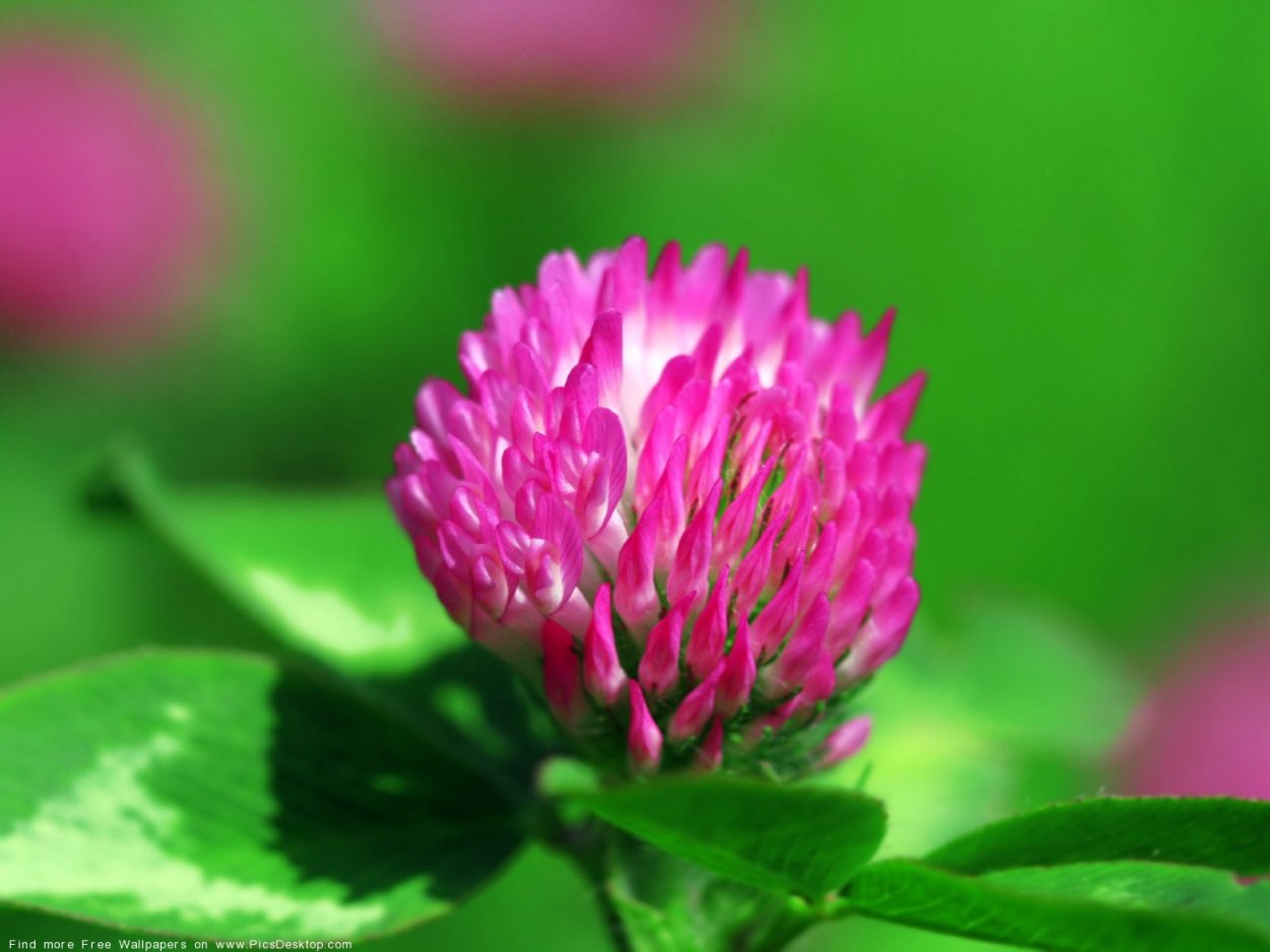 Кашка цветок Луговой