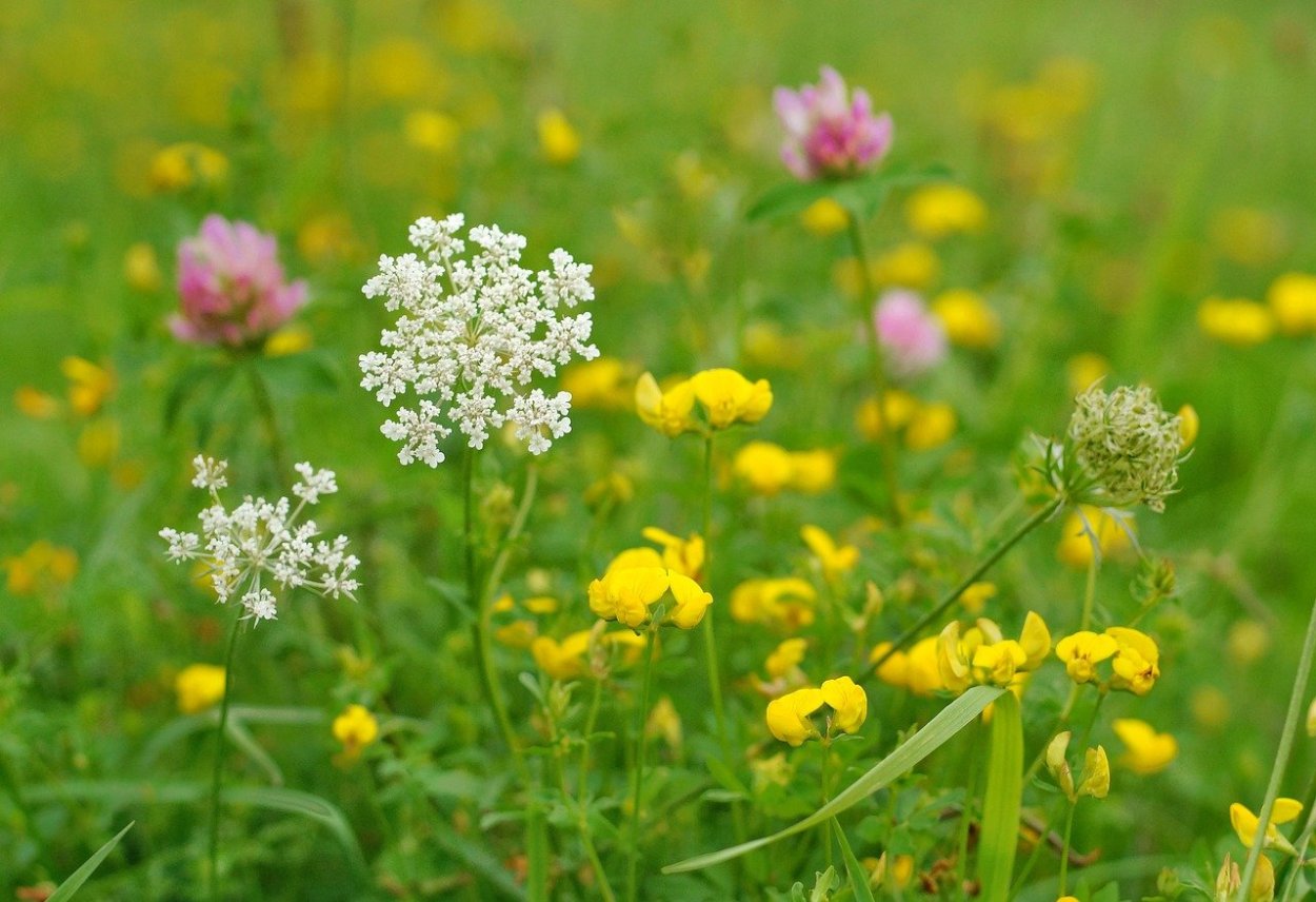 Кашка цветок Луговой
