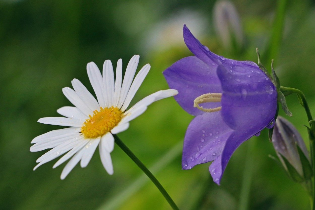 Луговой Василёк и Лютик
