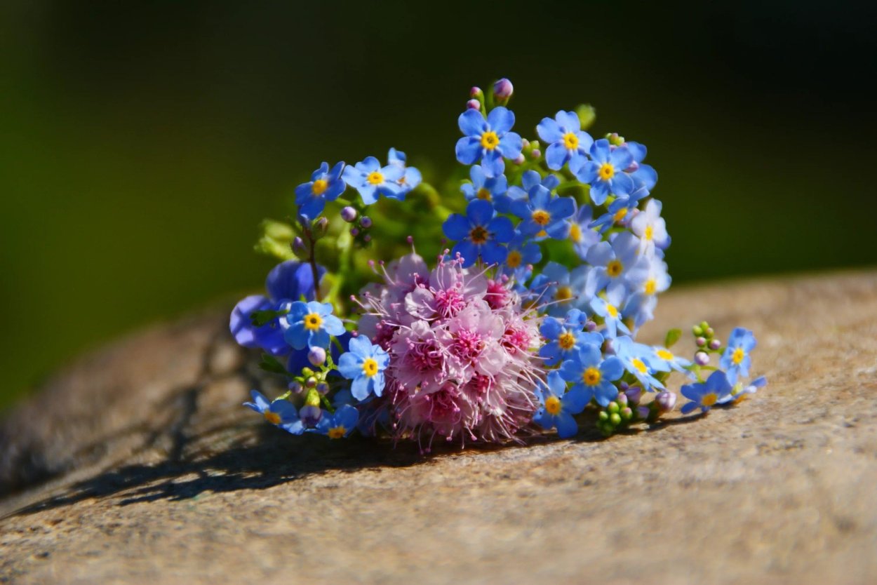 Донская степь разнотравье