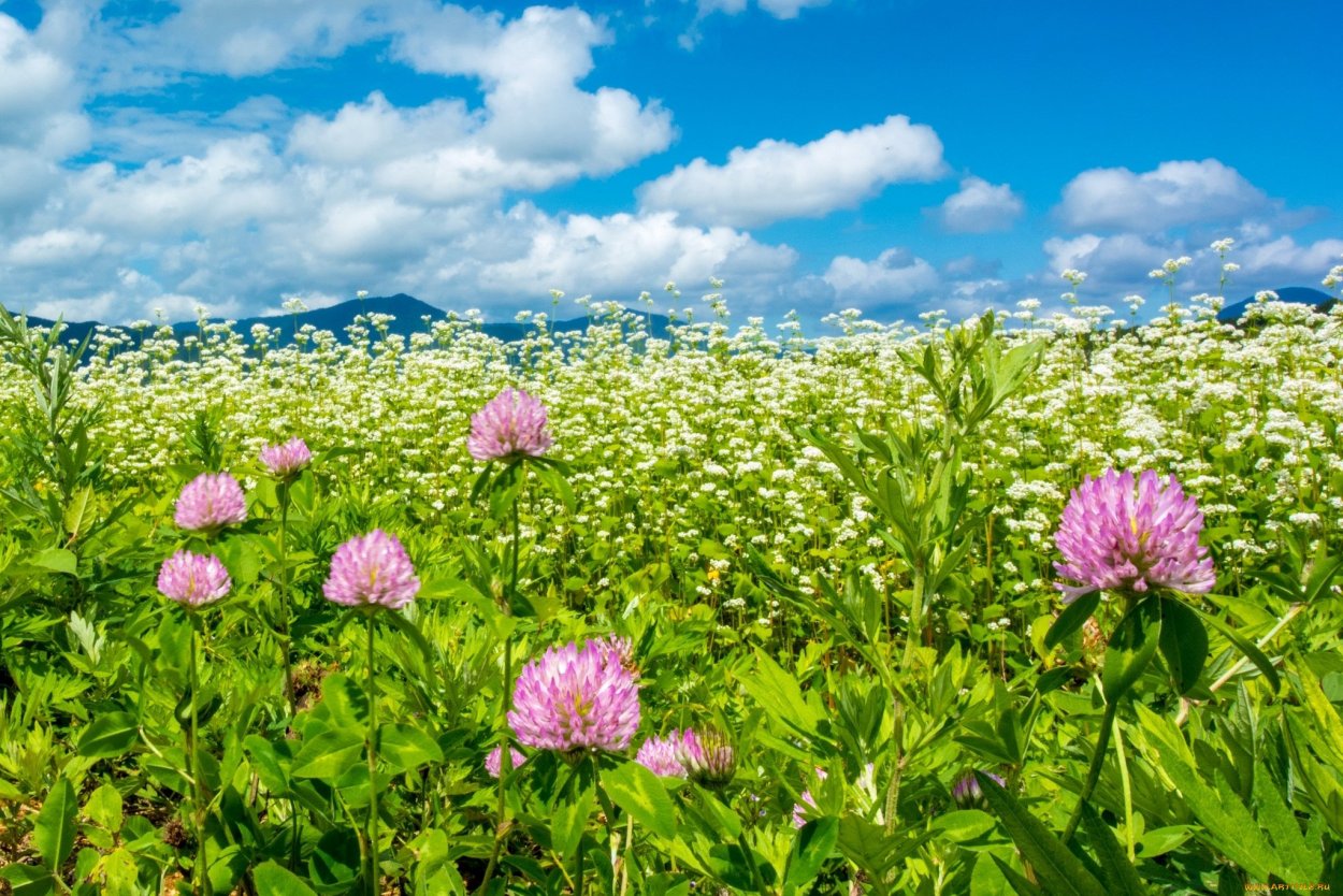 Клевер люпиновый