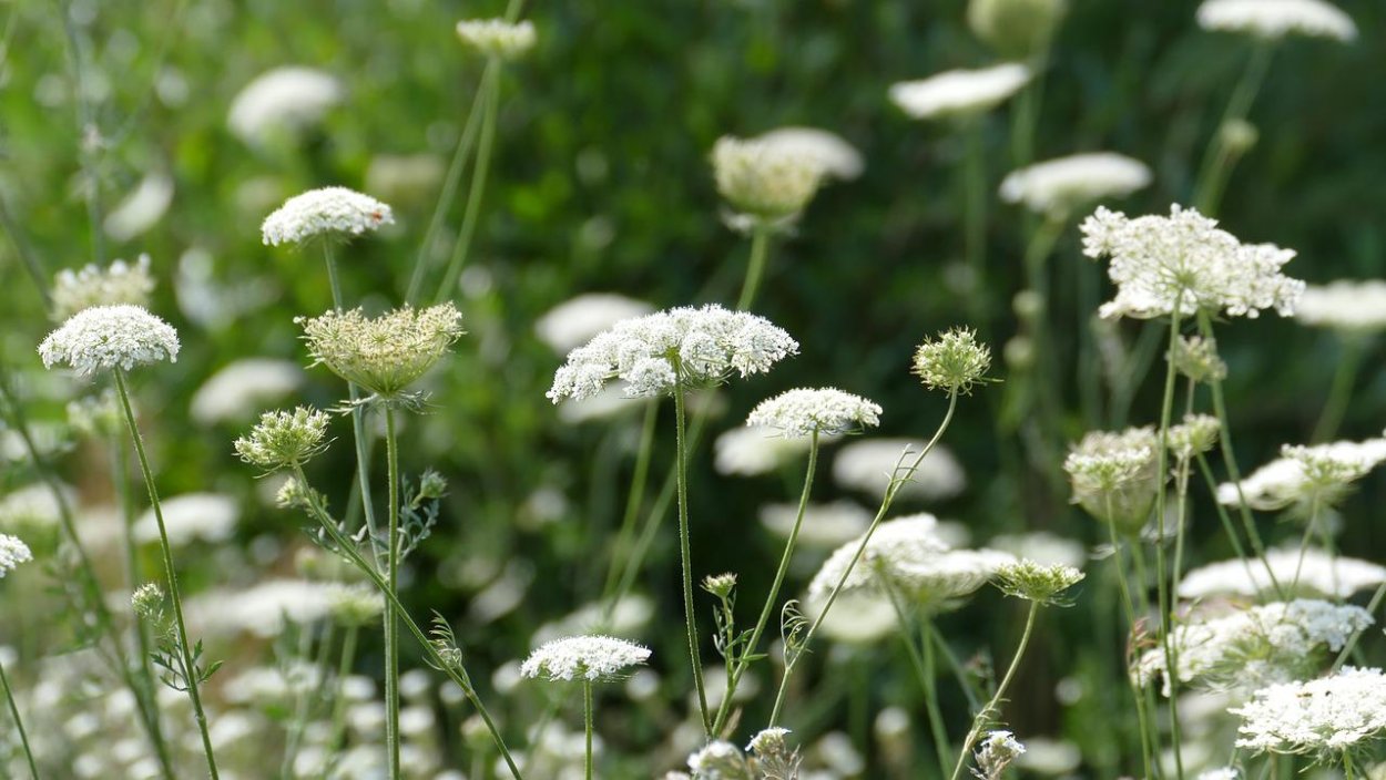 Полевой цветок один