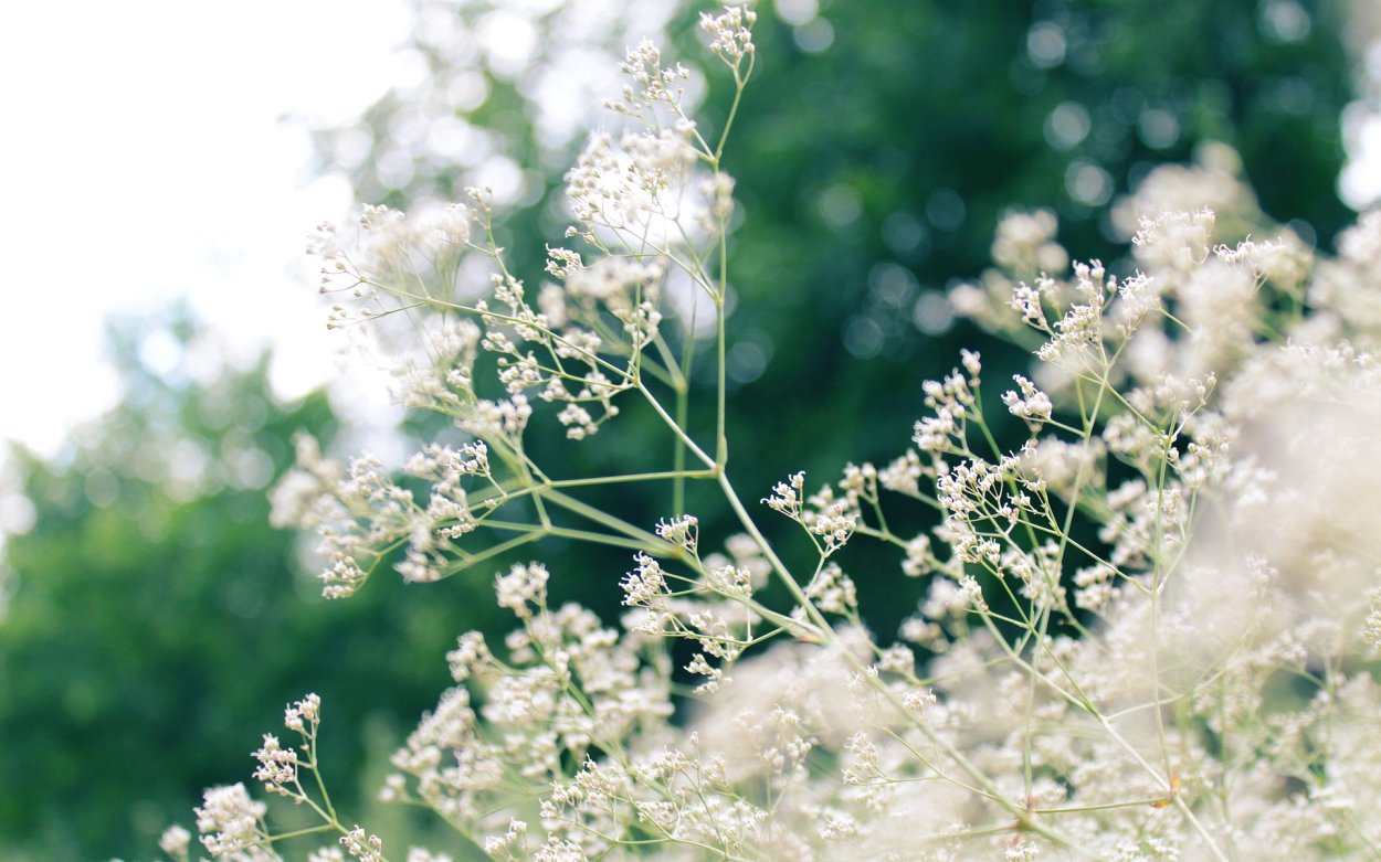 Клевер Луговой