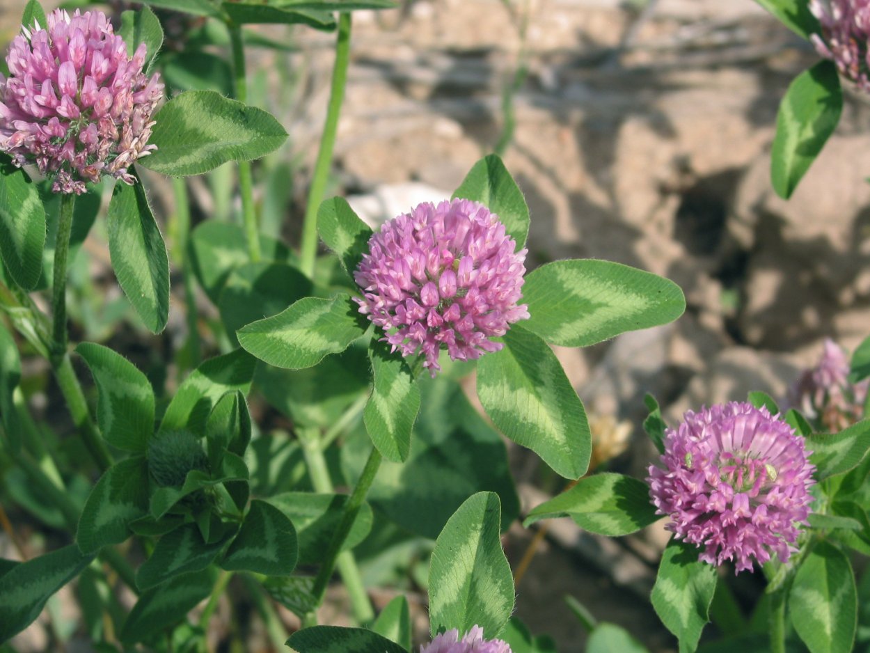 Первоцветы маттиола