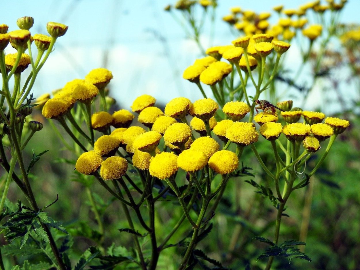 Белые полевые цветы зонтиками