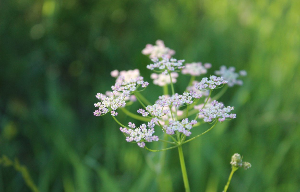 Тысячелистник обыкновенный (Achillea millefolium l.)