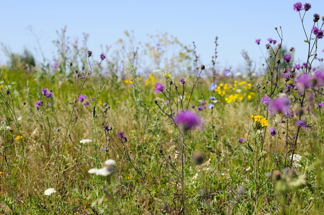 Клевер Луговой